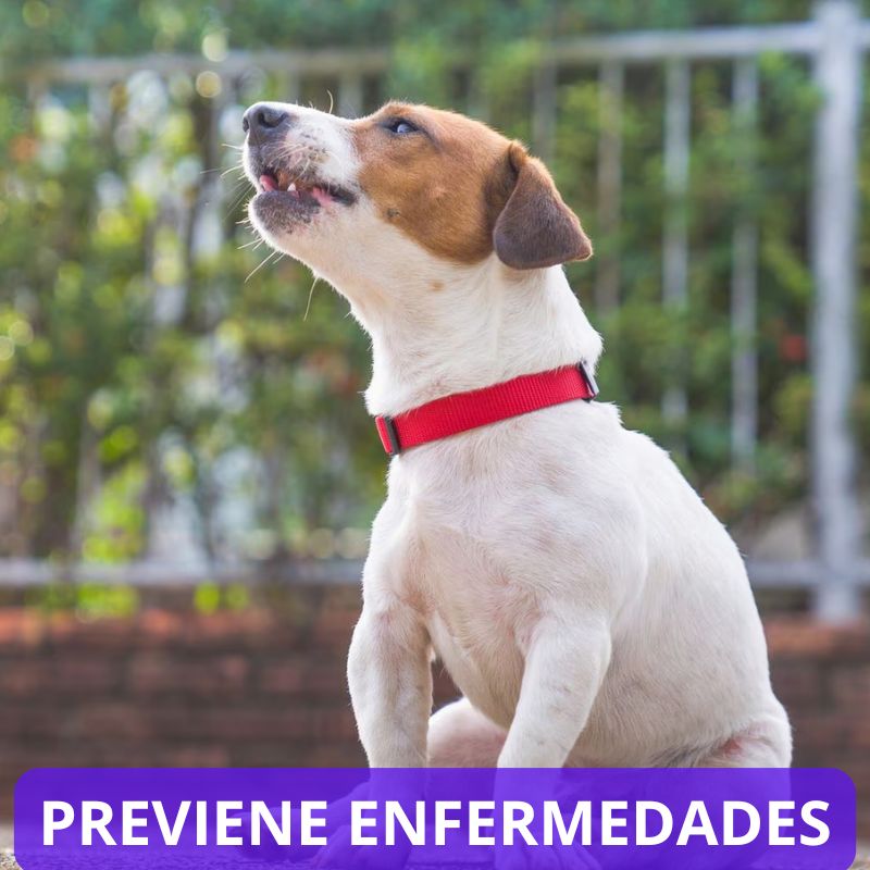 COLLAR ANTI PULGAS PARA PERROS Y GATOS. "Imagina poder proteger a tu amigo peludito cada día"